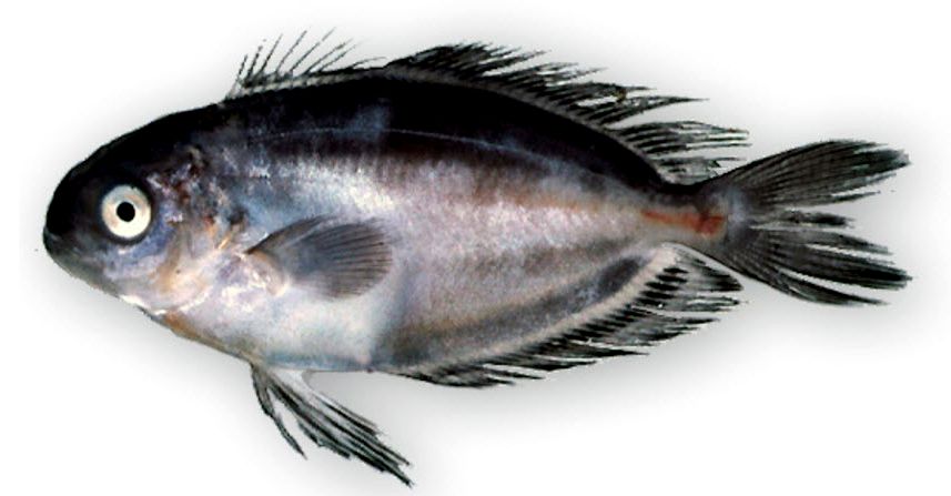 Psenes pellucidus_06.jpg